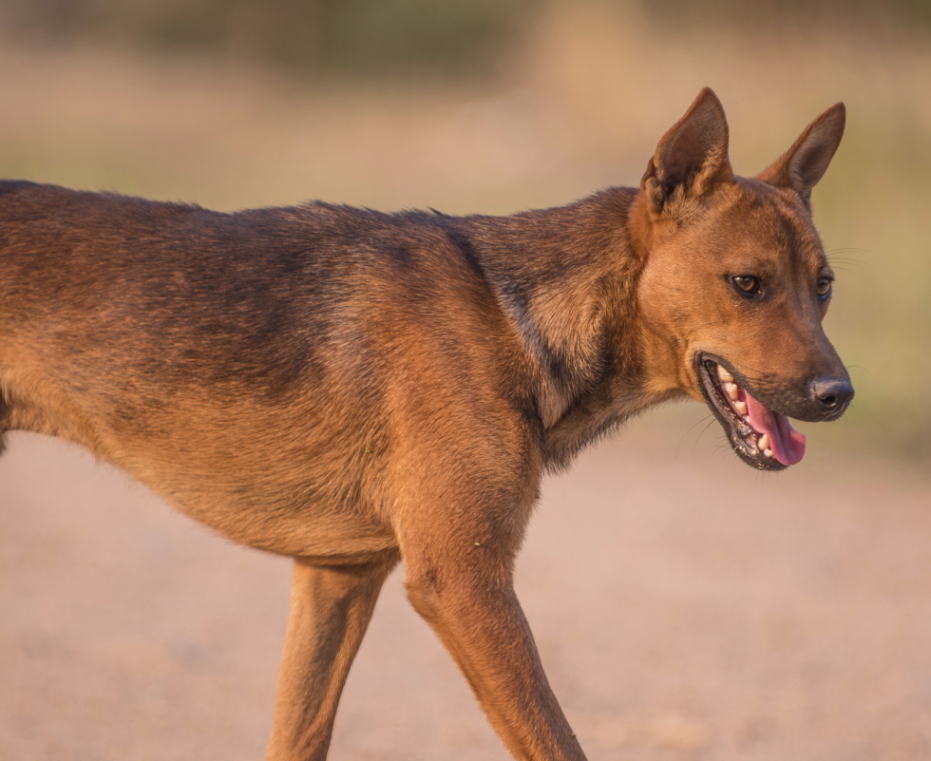 Feral puppy sale